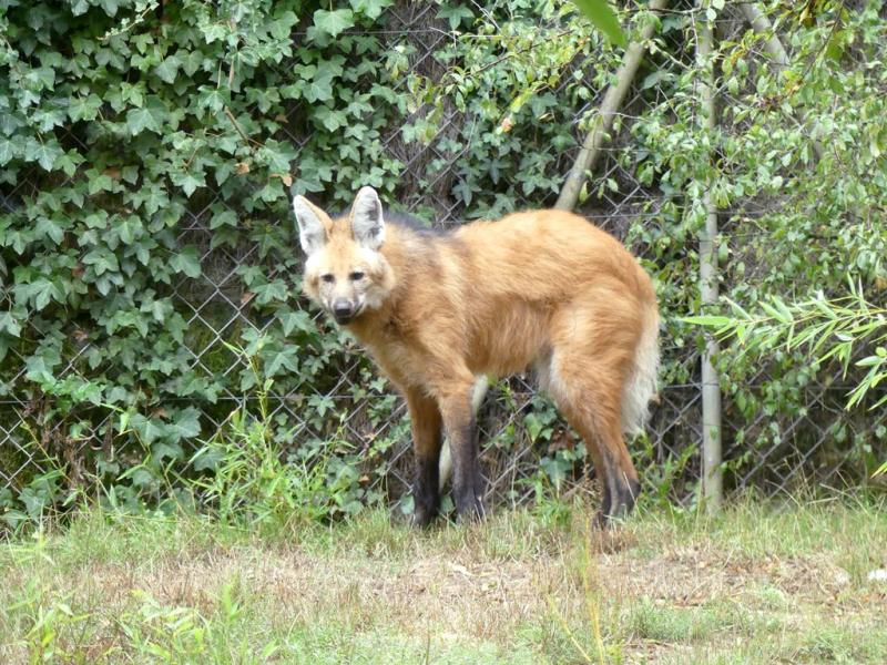 Loup à crinière