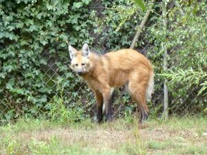 Loup à crinière