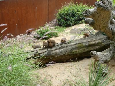 Mangouste naine - 2019