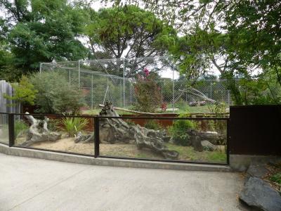 Mangouste naine - Otocyon - 2019