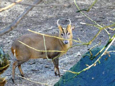 Muntjac de Reeves - 2019