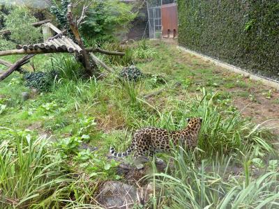 Panthère de l'Amour - 2019