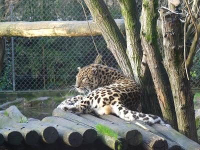 Panthère de l'Amour - 2019