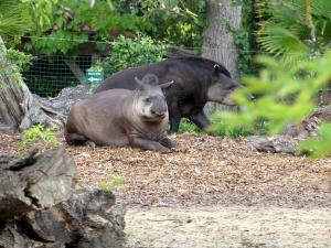 Tapir terrestre