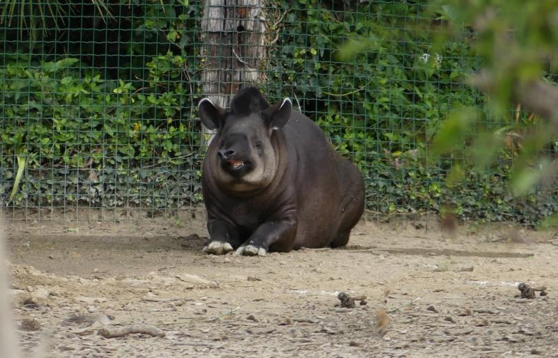 Tapir terrestre