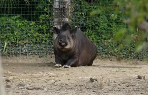 Tapir terrestre