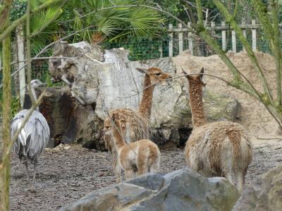 Vigogne - Nandou - 2019