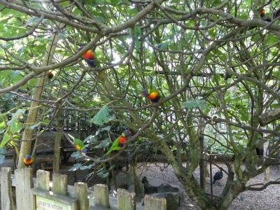 Loriquet de Swainson - 2019