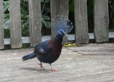 Goura de Victoria - 2019