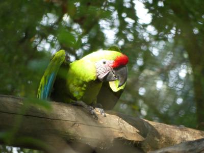 Ara de Buffon - 2019