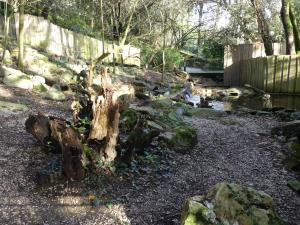 Chien des buissons