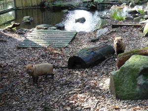 Chien des buissons