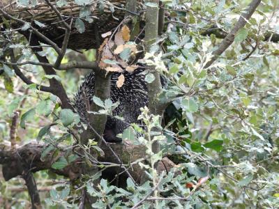 Coendou à queue préhensile - 2019