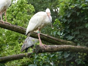 Ibis blanc