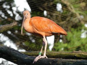 Ibis rouge