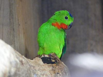 Loricule à tête bleue - 2019