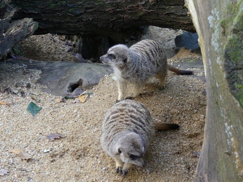 Suricate