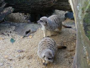 Suricate