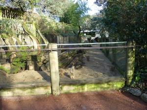Suricate (Copier)