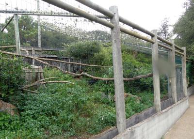 La volière sud-américaine - 2019