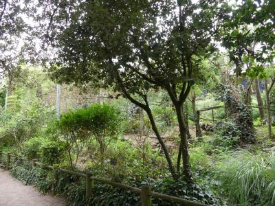 La volière sud-américaine - 2019