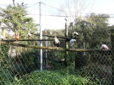 La volière sud-américaine - 2019