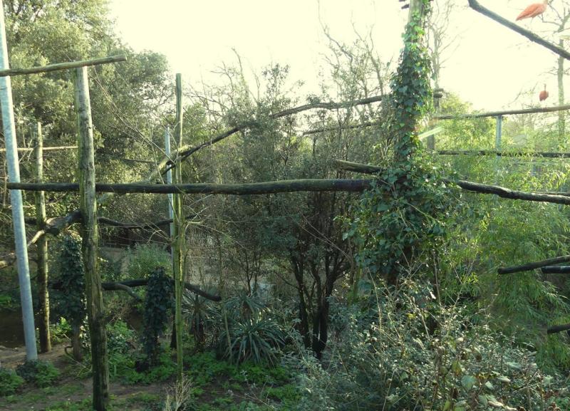 La volière sud-américaine