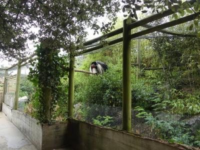 Calao terrestre - 2019