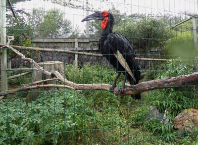Calao terrestre - 2019