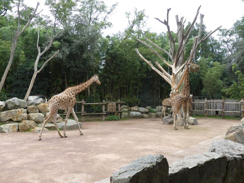 Girafe du Kordofan