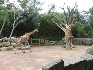 Girafe du Kordofan