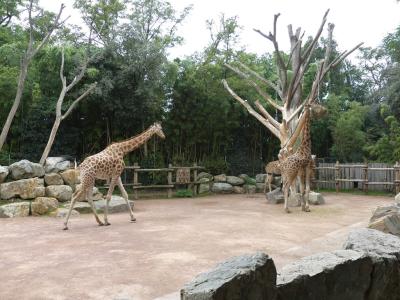 Girafe du Kordofan - 2019