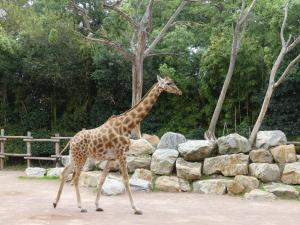 Girafe du Kordofan