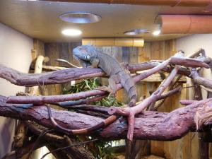 Iguane vert