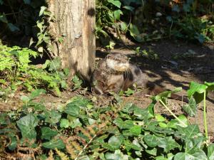 Loutre cendrée