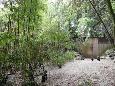 Manchot du Cap - 2019