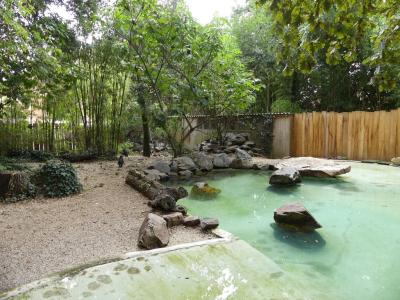 Manchot du Cap - 2019