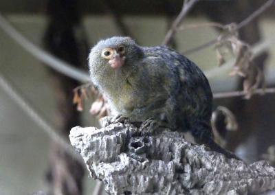 Ouistiti pygmée - 2019