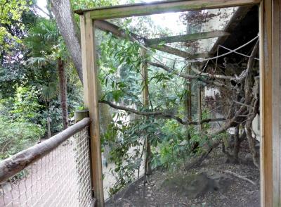 Ouistiti pygmée - 2019