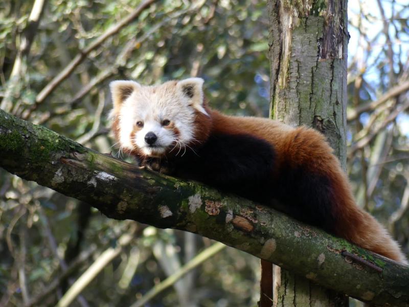 Panda roux