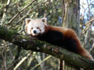 Panda roux