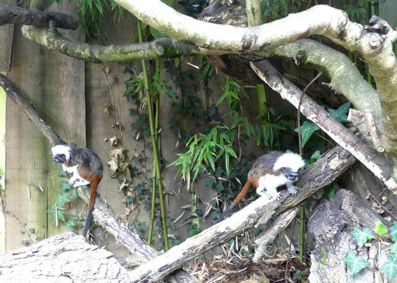 Tamarin pinché