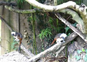 Tamarin pinché