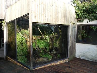 Tamarin pinché - 2019