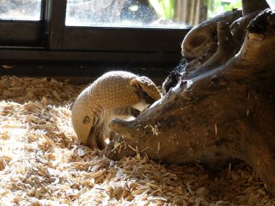 Tatou à 3 bandes - 2019