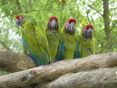 Ara de Buffon - 2019