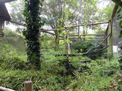 Ara de Buffon - 2019