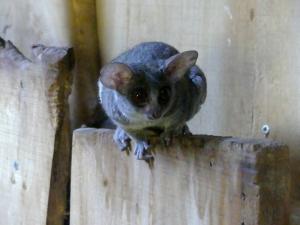Galago du Sénégal