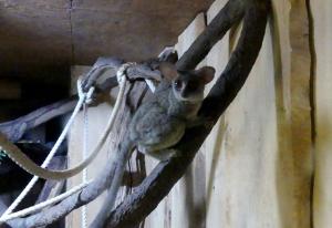 Galago du Sénégal