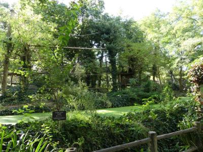 Gibbon à favoris blancs - 2019